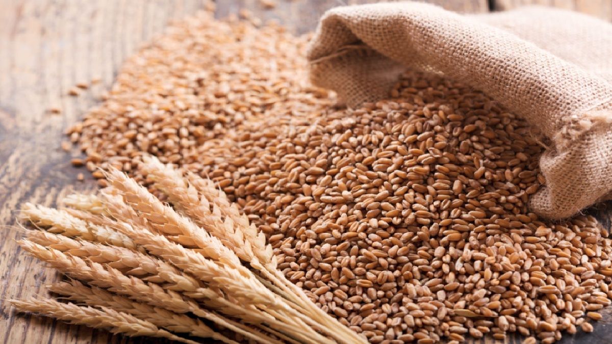 Wheat's Minimum Selling price will fells down as it reaches to Gujarat, MP