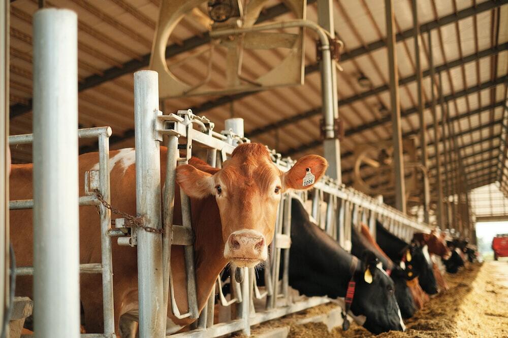 Central budget enhances dairy processing sector says ICRA