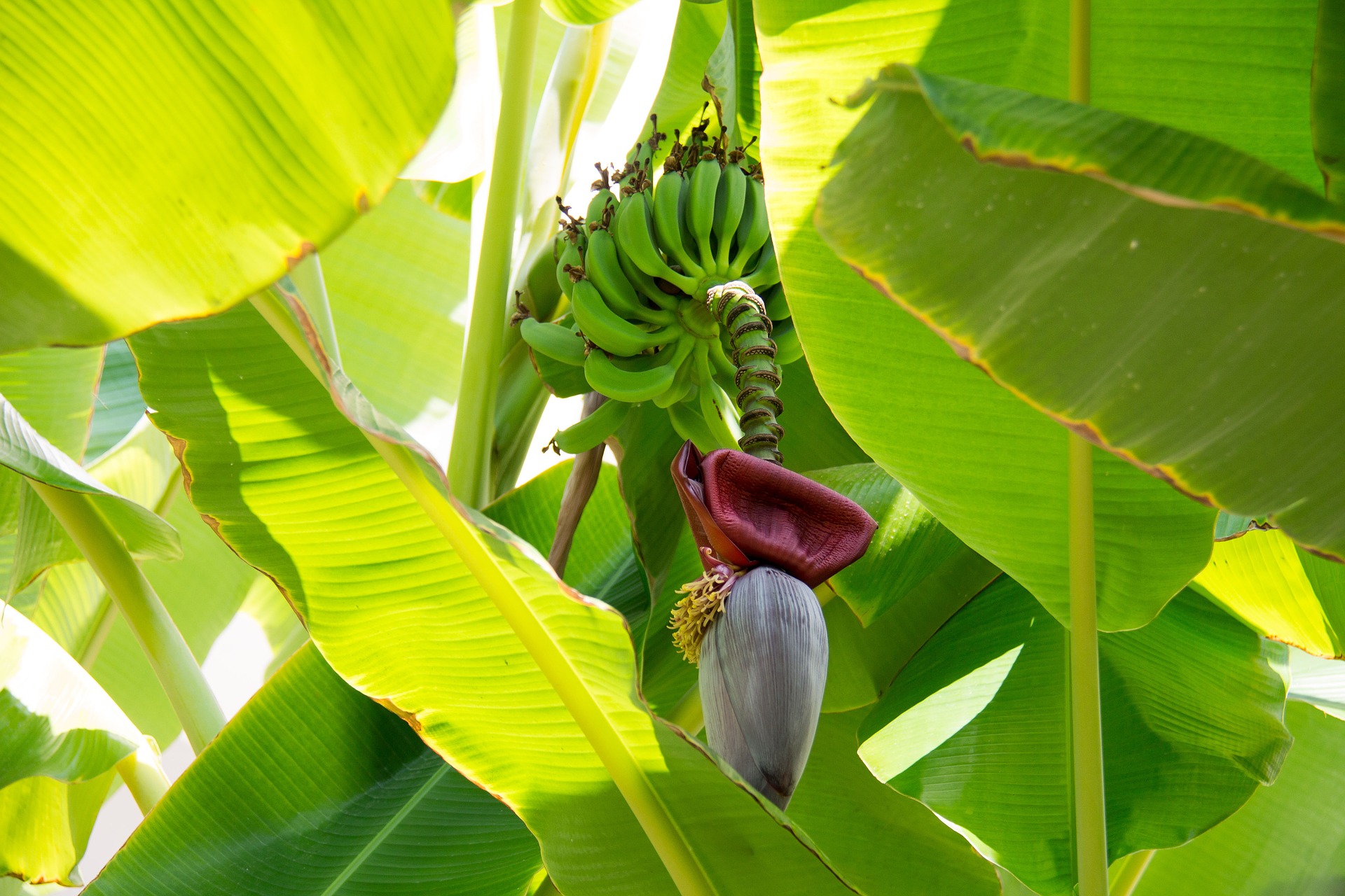 വാഴക്കൂമ്പ്