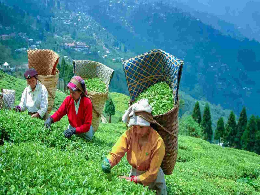 Climate Change and Global warming affecting Assam's Tea plantation badly