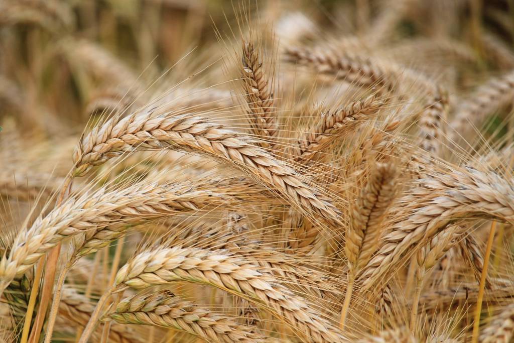 To reduce market's Wheat flour price, the govt reduce wheat reserve price