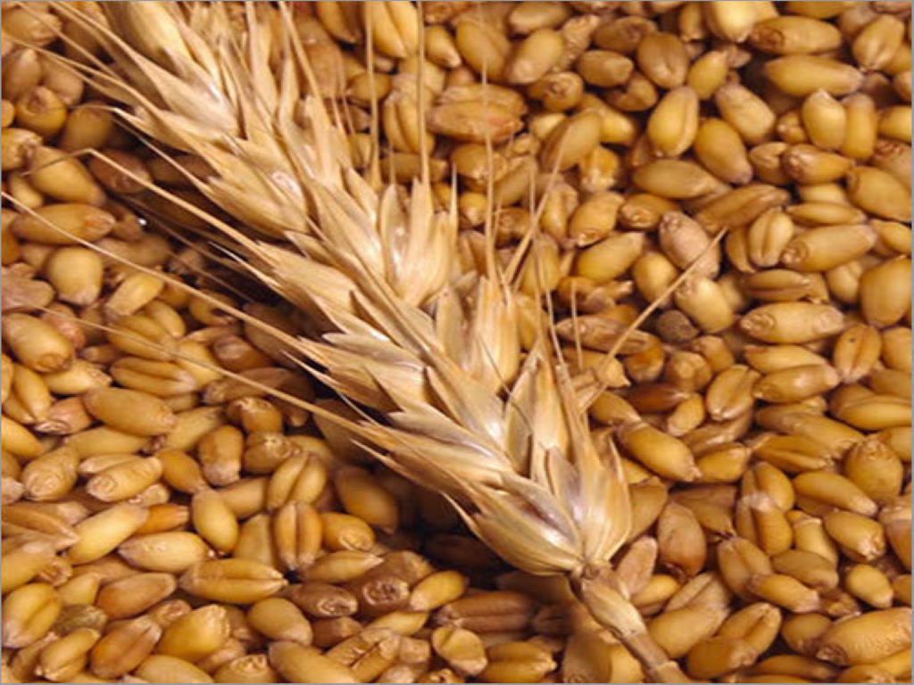 The govt plans to procure 40 MT Wheat says FCI Managing Director Ashok K Meena