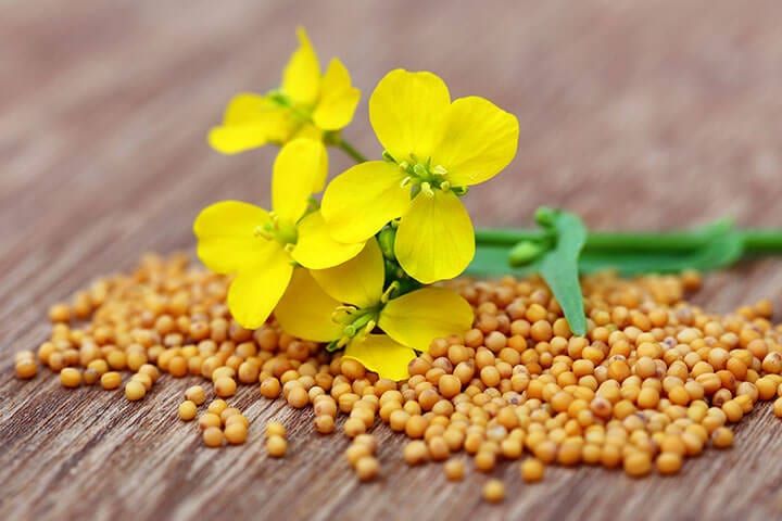 Mustard sowing up 22%, wheat marginally goes down says Ministry of Agriculture
