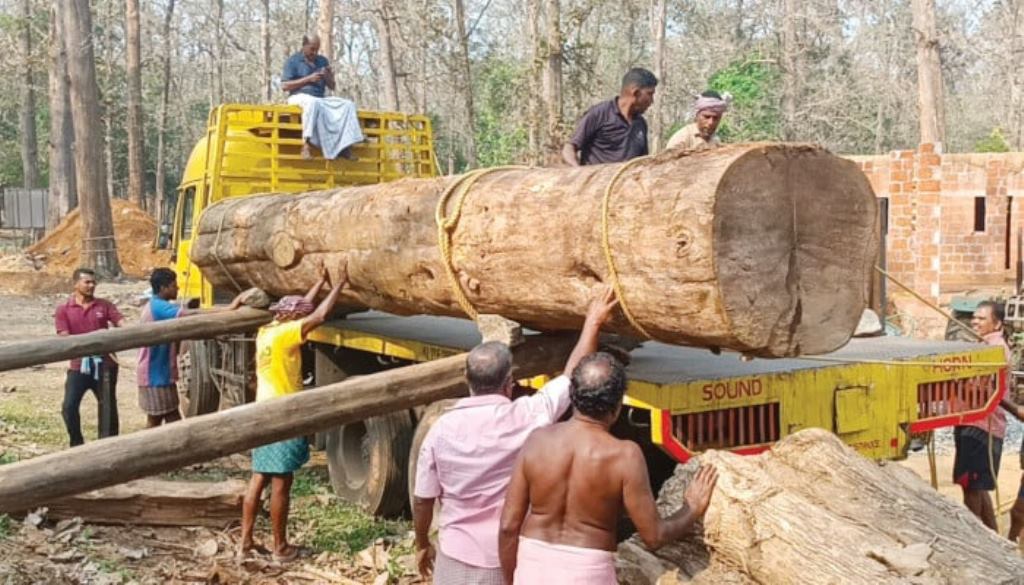 Teak wood fetched Rs 40 lakhs in the auction