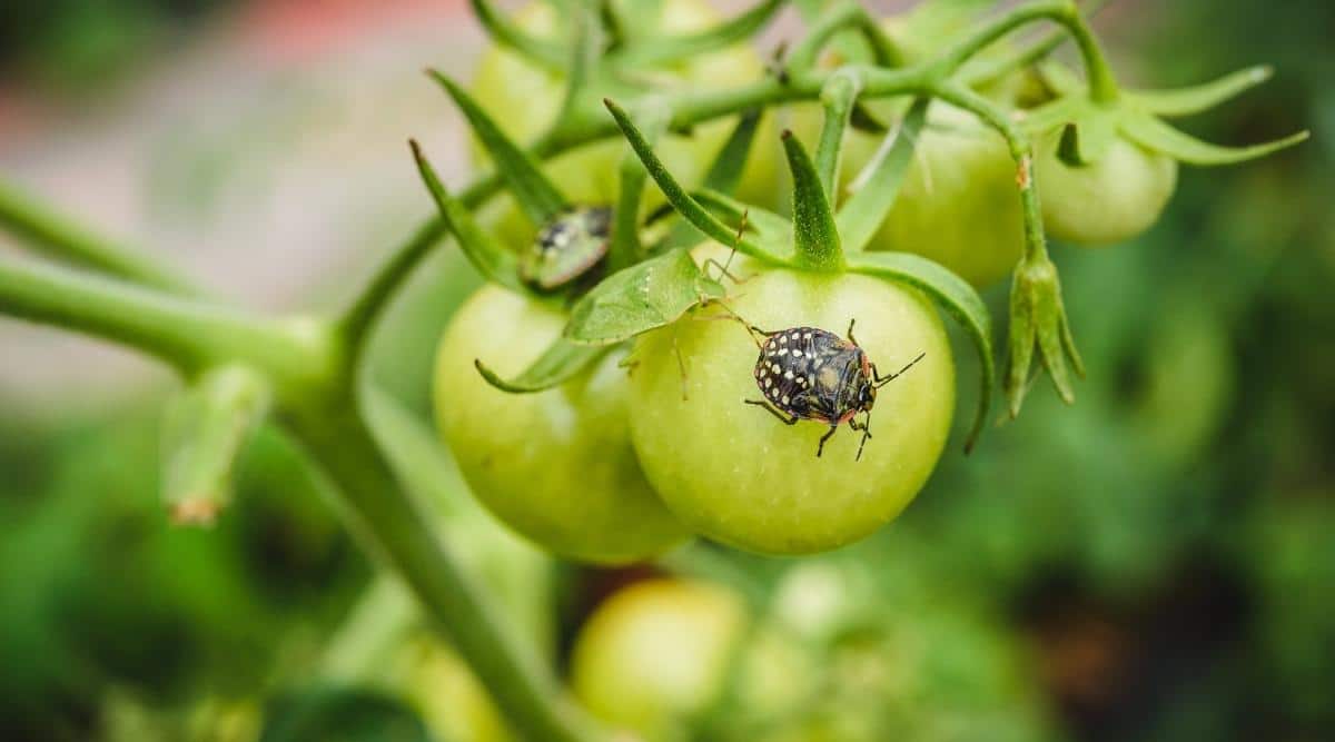 Rajasthan farmers fights pest attacks in crops and cause income loss