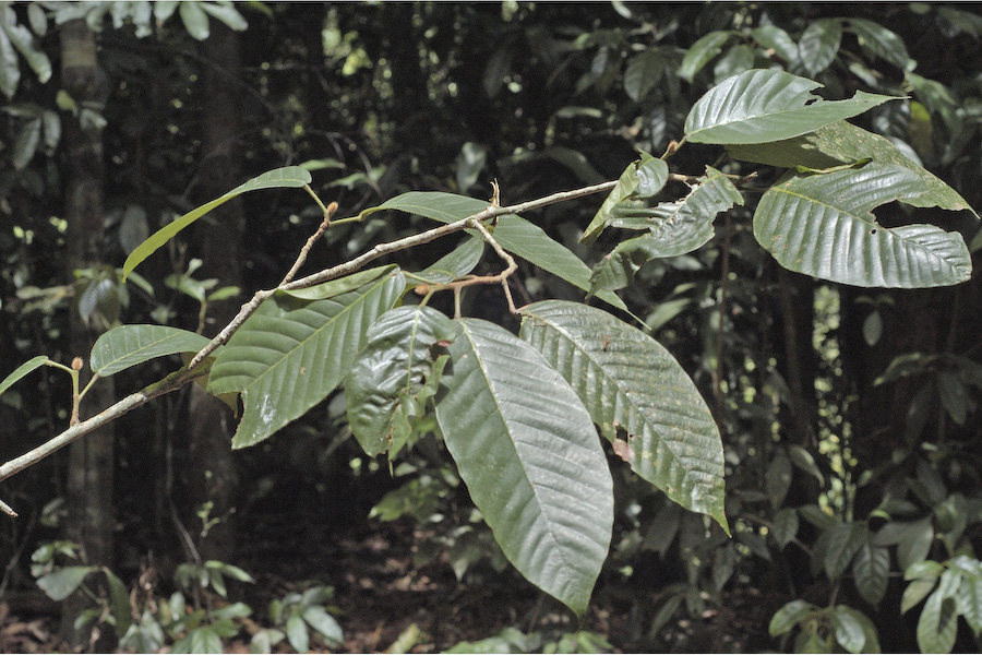 അരയാഞ്ഞിലി  (Dipterocarpus indicus)