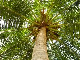 coconut tree