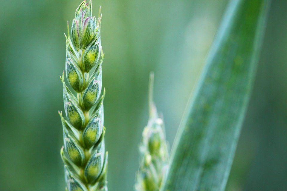 Aphids attacking vegetables, bean crops in the rising climate in North India