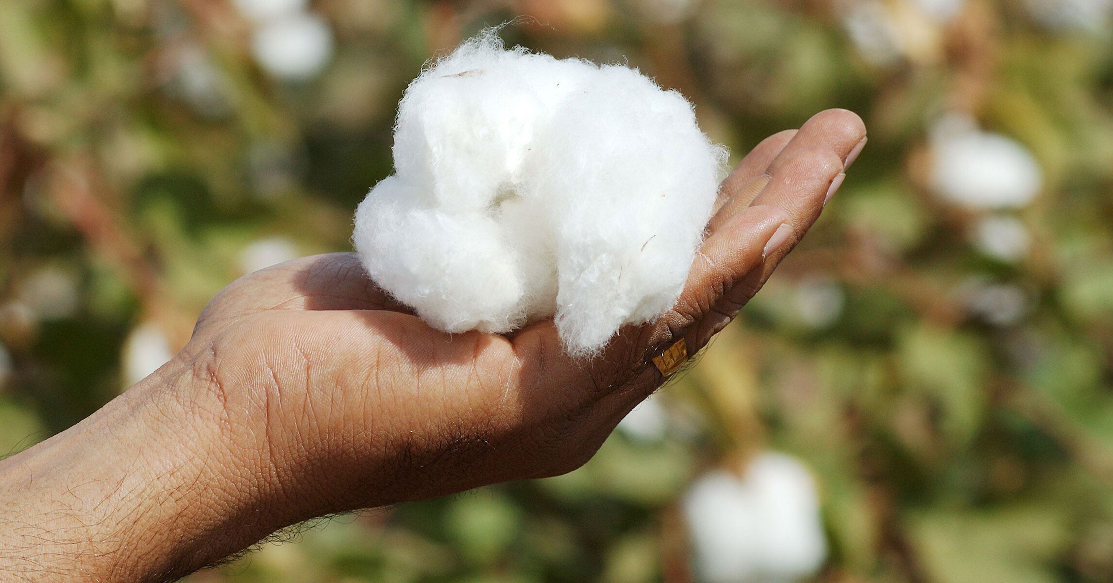 To ensure cotton export's quality the Centre has given orders to keep.