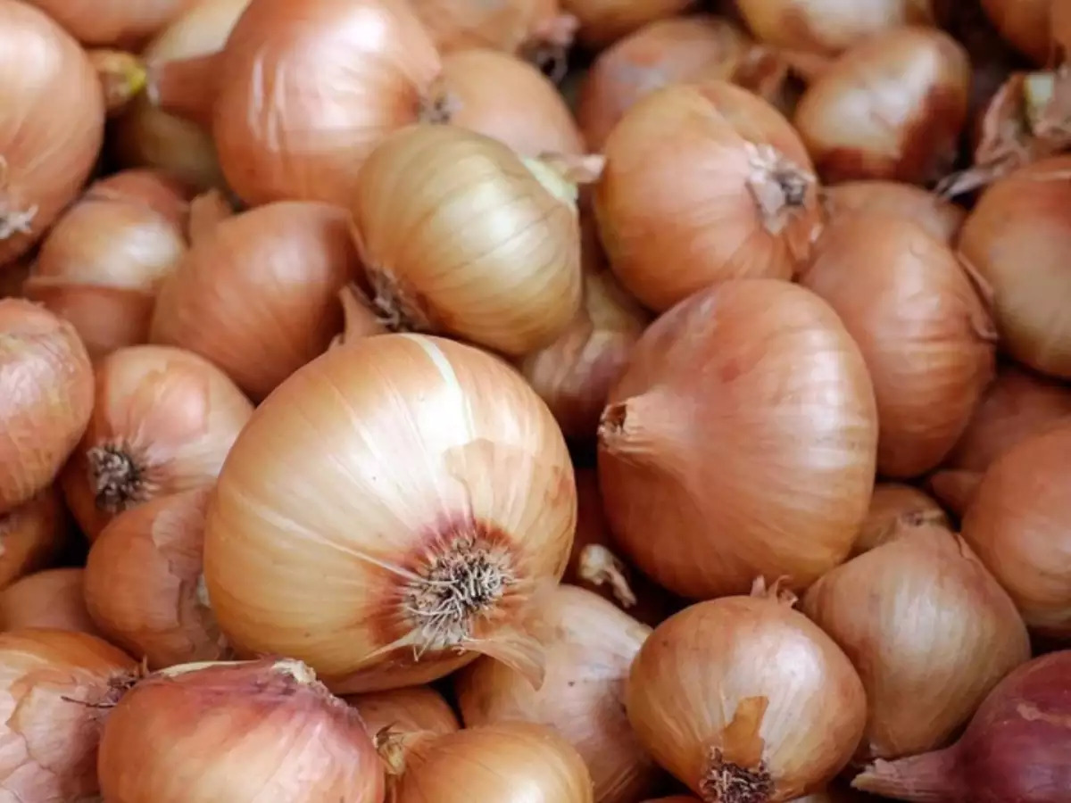 The center has disregarded the restriction of Onion Export says it has only restriction in onion seeds