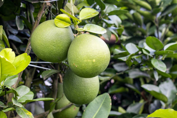 How to Grow Pomelo fruit in home; farming methods