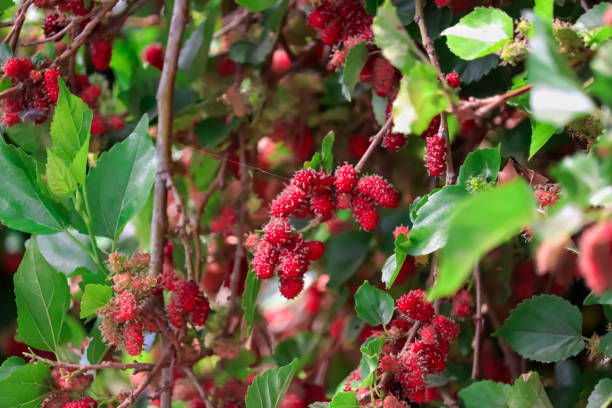 Growing Mulberry in home; methods of farming
