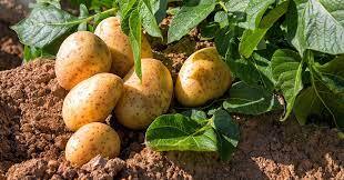 Farmers cultivating potato in Punjab, but price falling down