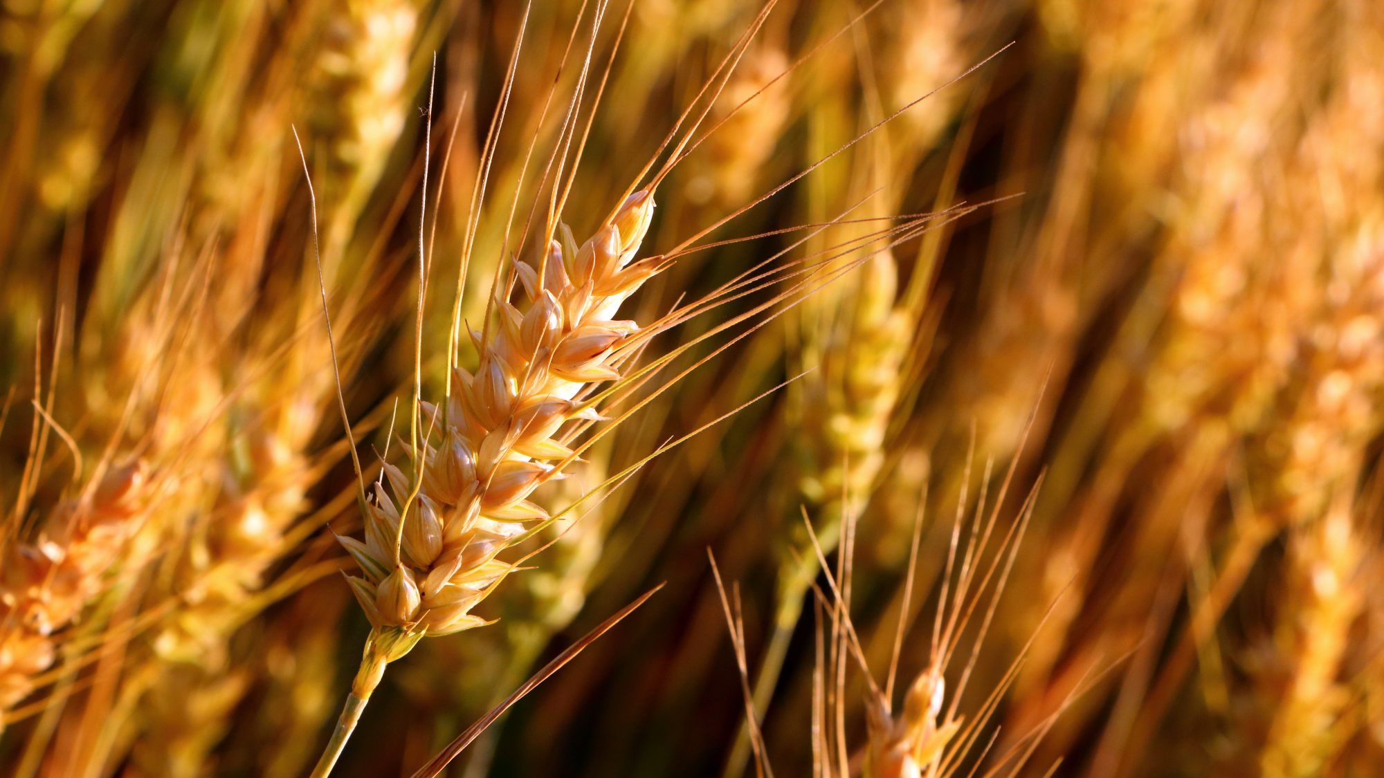 Rising temperature will not affects Wheat crops says food secretary Sanjeev Chopra