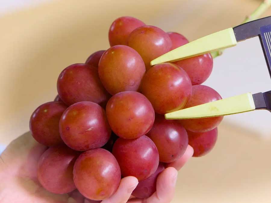 Ruby Roman Grapes