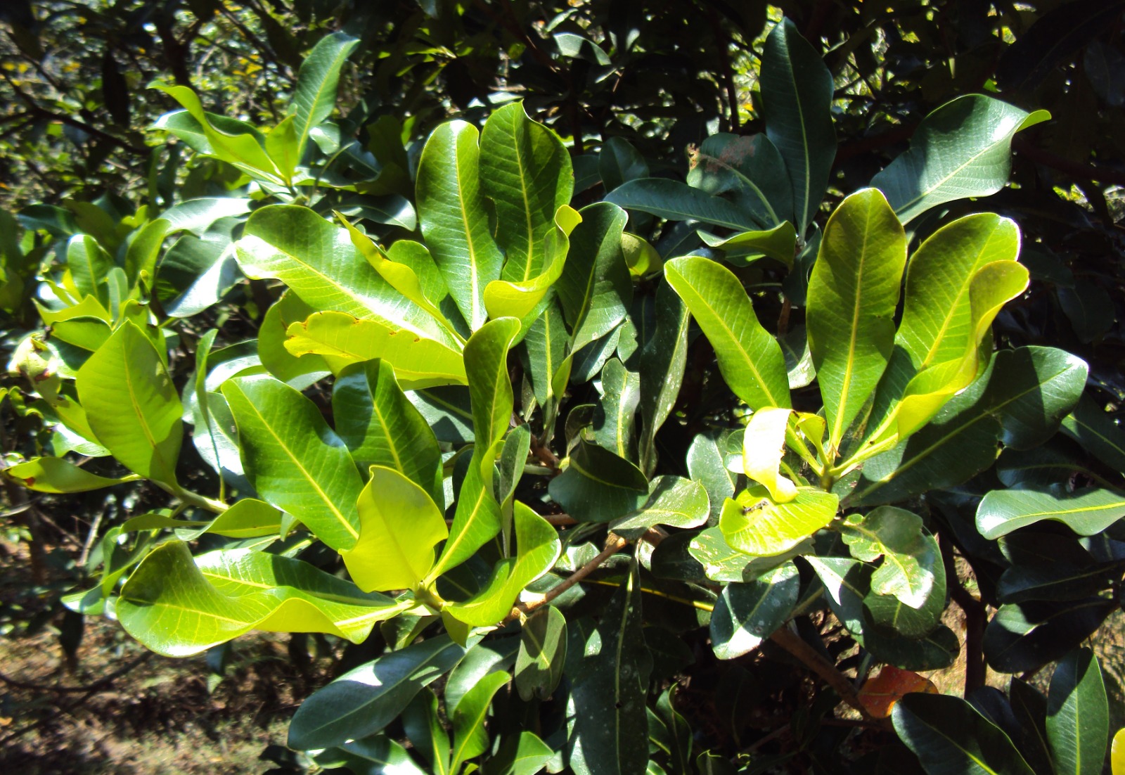 ചെങ്കുറിഞ്ഞി (Gluta travancorica)