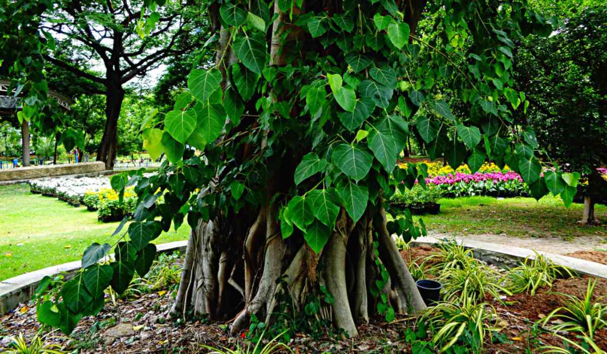 അരയാൽ (Ficus religiosa)
