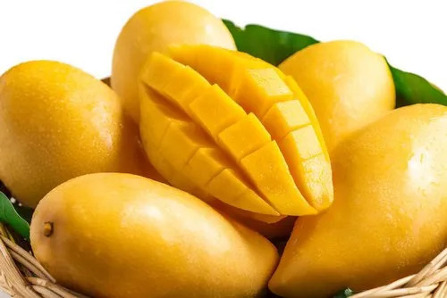Alphonso mango's cultivation rate is decreased by 30% due to longest Monsoon and hottest winter in Konkon region