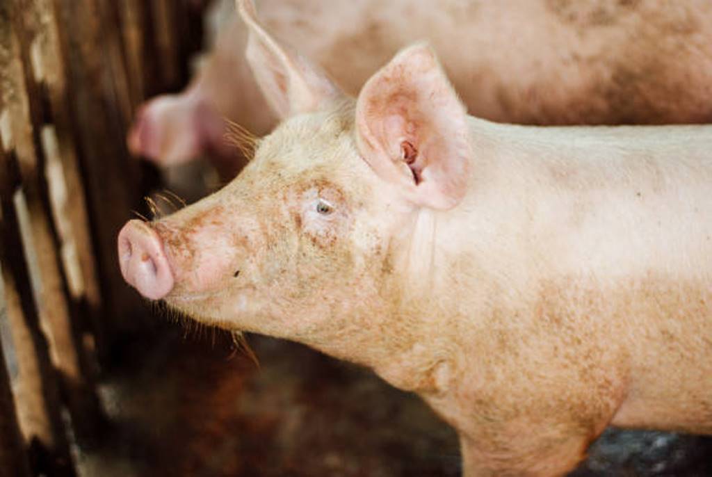 African swine fever in Aralam: Pork meat banned within 10 km