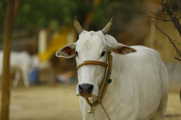 Investment based on Cow will start in May 24 in Rajkot, Gujarat