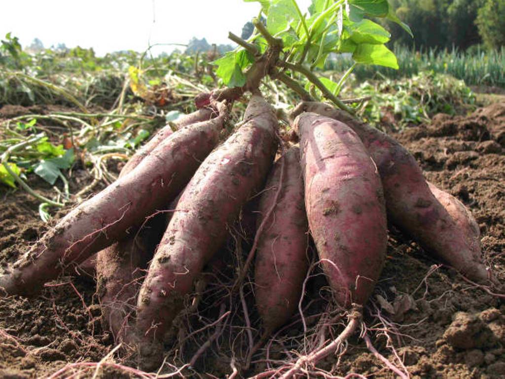 What to watch out for when growing sweet potato