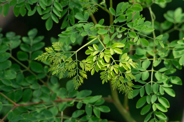 If the Moringa tree is grown in this way, the yield will increase