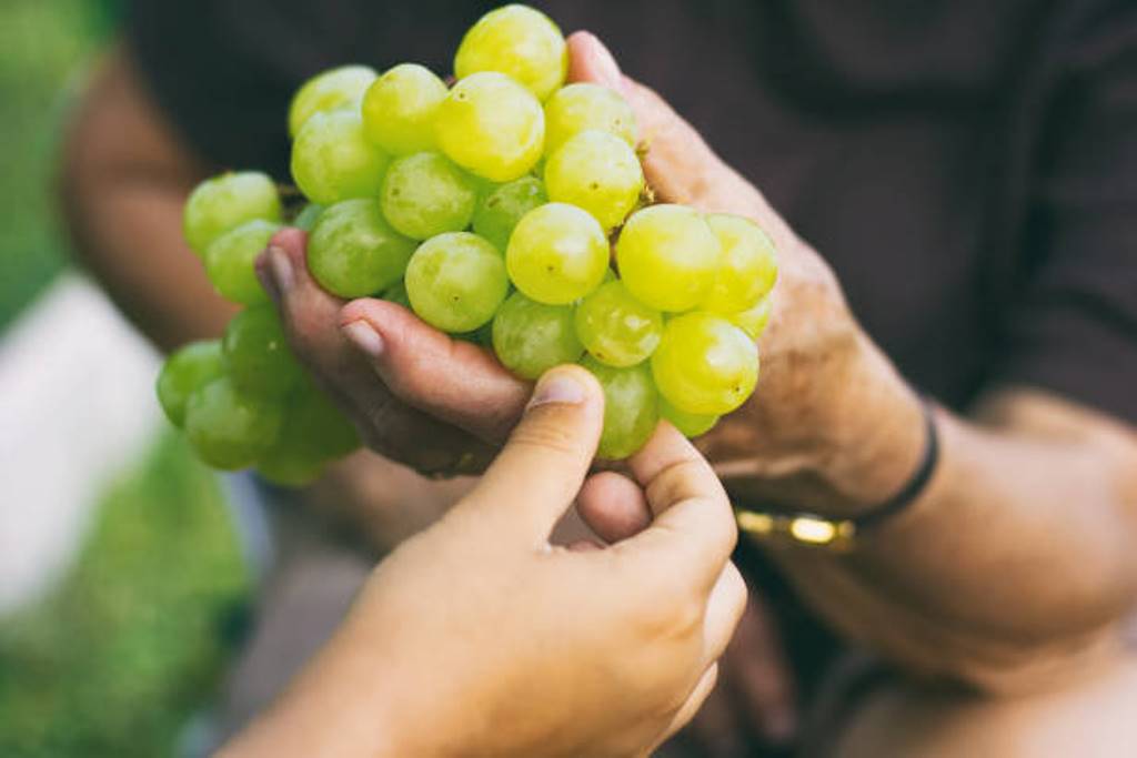 Can Diabetic Patients Eat Grapes? Are there any risks?