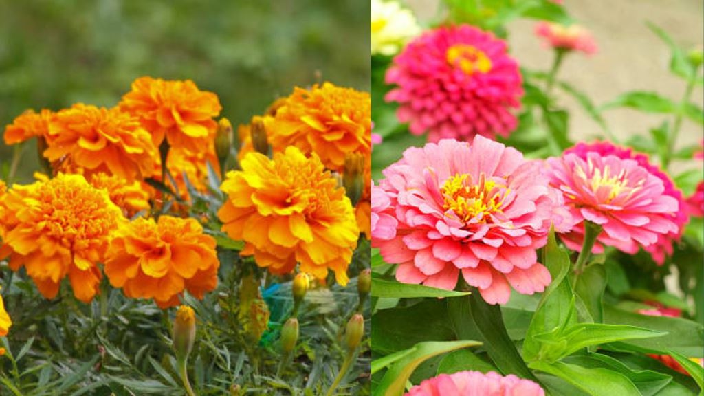 These plants can beautify the backyard in summer