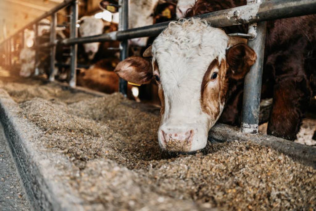 Act to ensure quality cattle feed