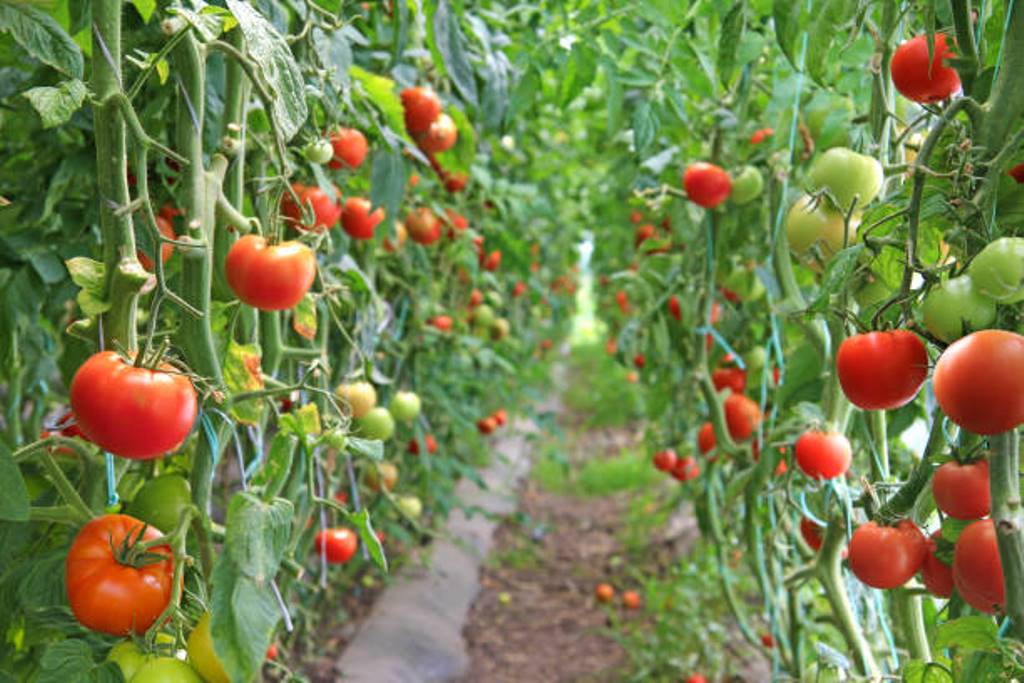 What to do for tomatoes to get good yield and taste