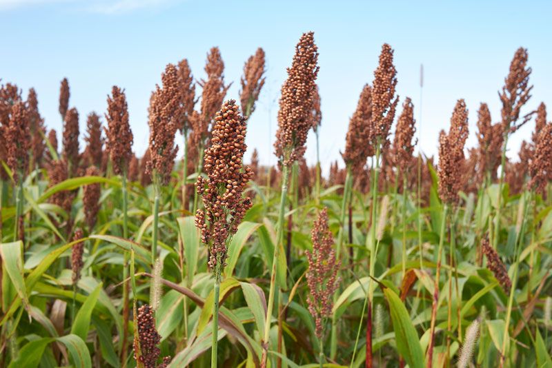 To support global usage of Millet, the Union Agricultural ministry incorporates with NAFED