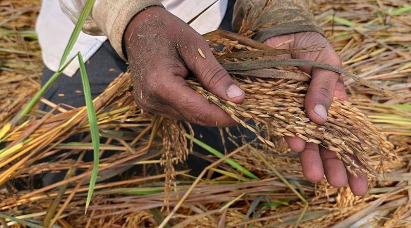Unpredictable weather, Rabi crops are getting damaged says center