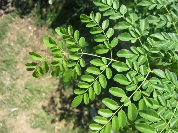 Moringa leaves: adding moringa in your diet will make you healthy