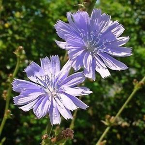 chicory flower coffee