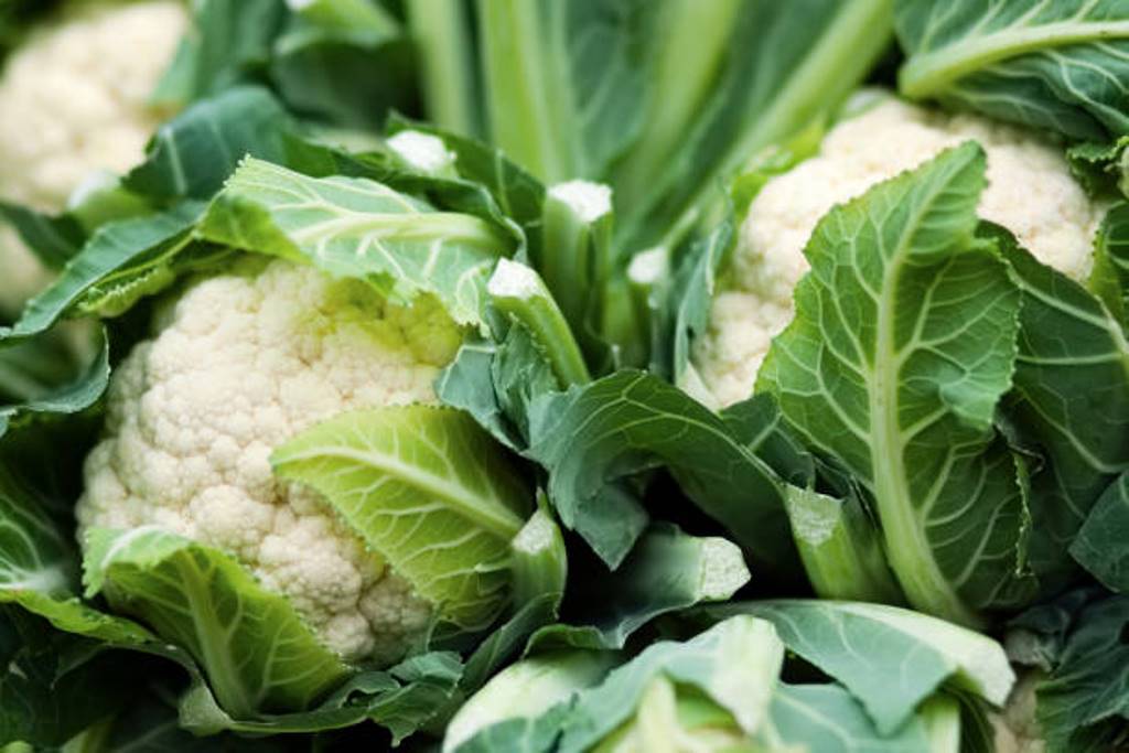 Health benefits should also be known while eating cauliflower