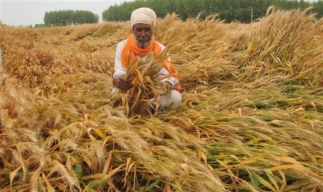 Due to heavy rain 5.23 Lakh Hectare Wheat crop ruined in northern states of India