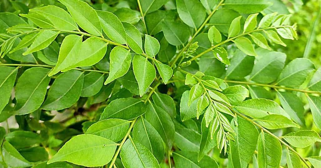 For reducing fat in body, use curry leaves