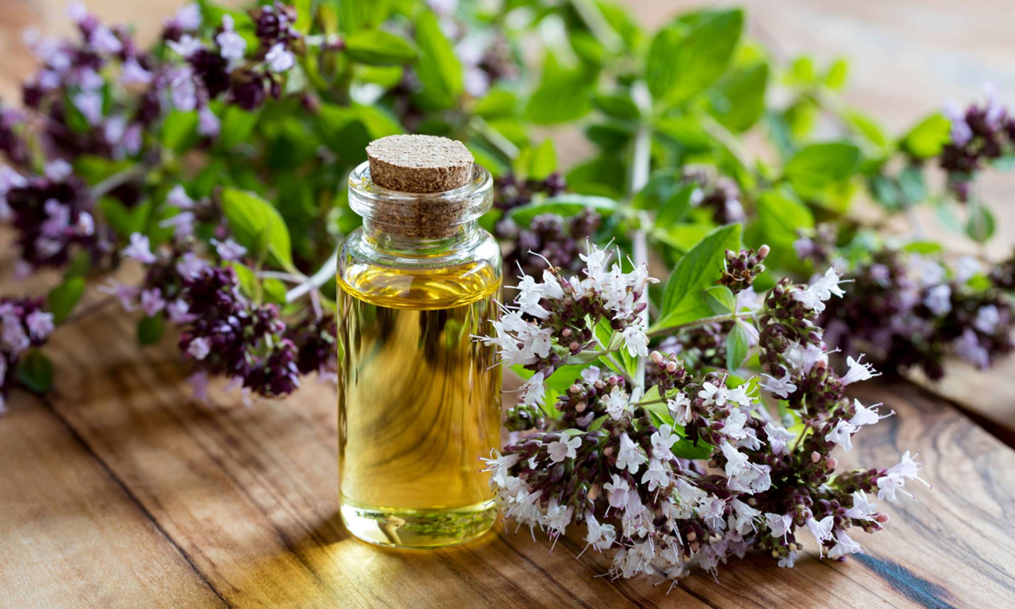 Oregano oil: To control cold, cough to cholesterol, lets find out more