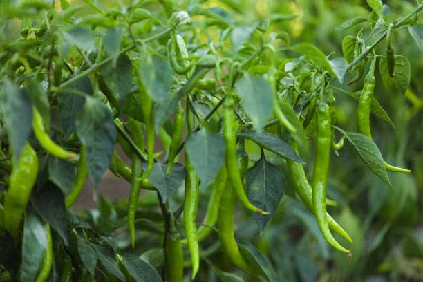 Application of this organic fertilizer can provide good yield in chilli cultivation