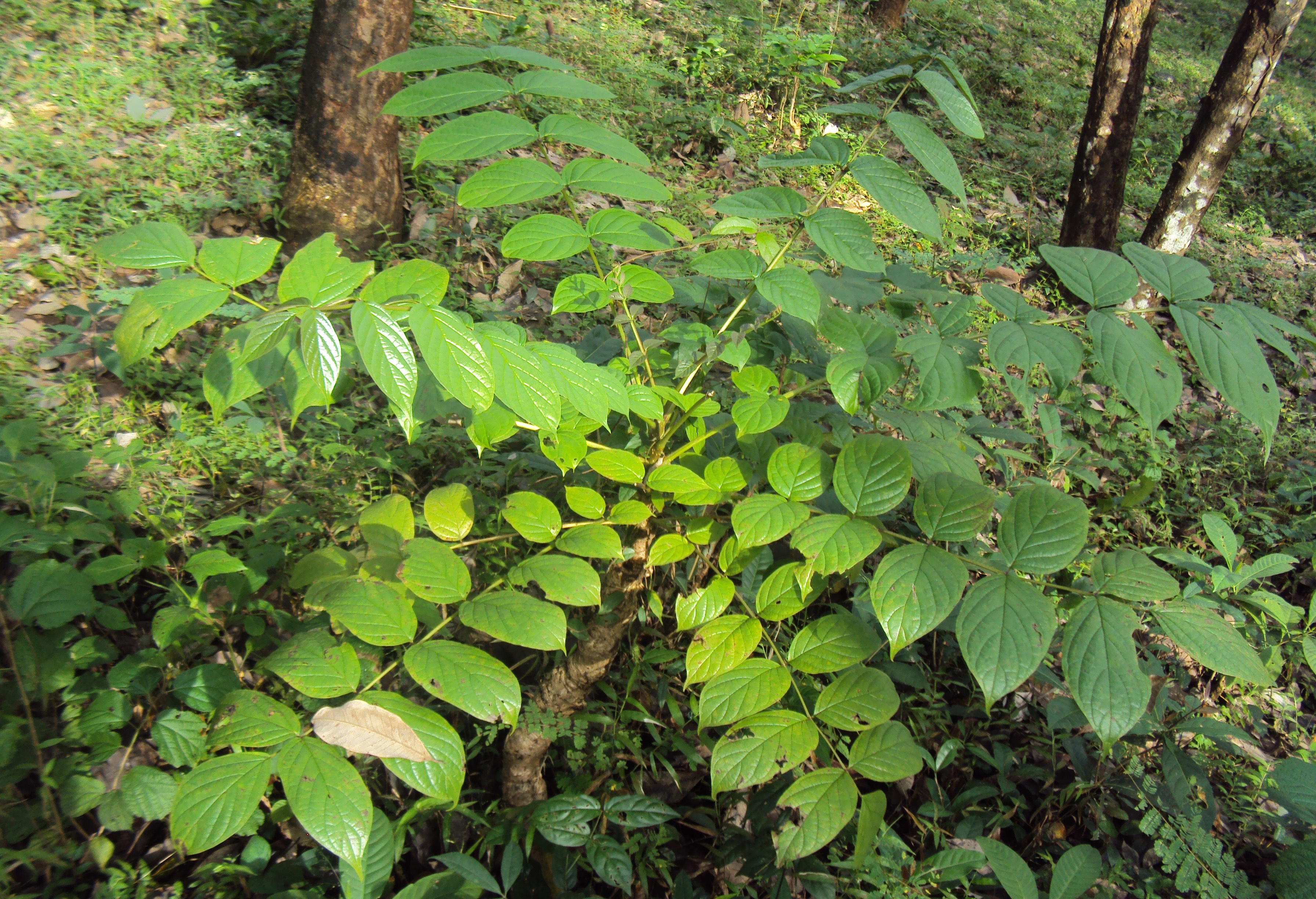 ആഴാന്തൽ