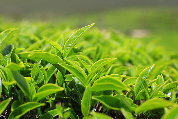 Tea Plantation:  Tripura faces production decline in tea crops says farmers