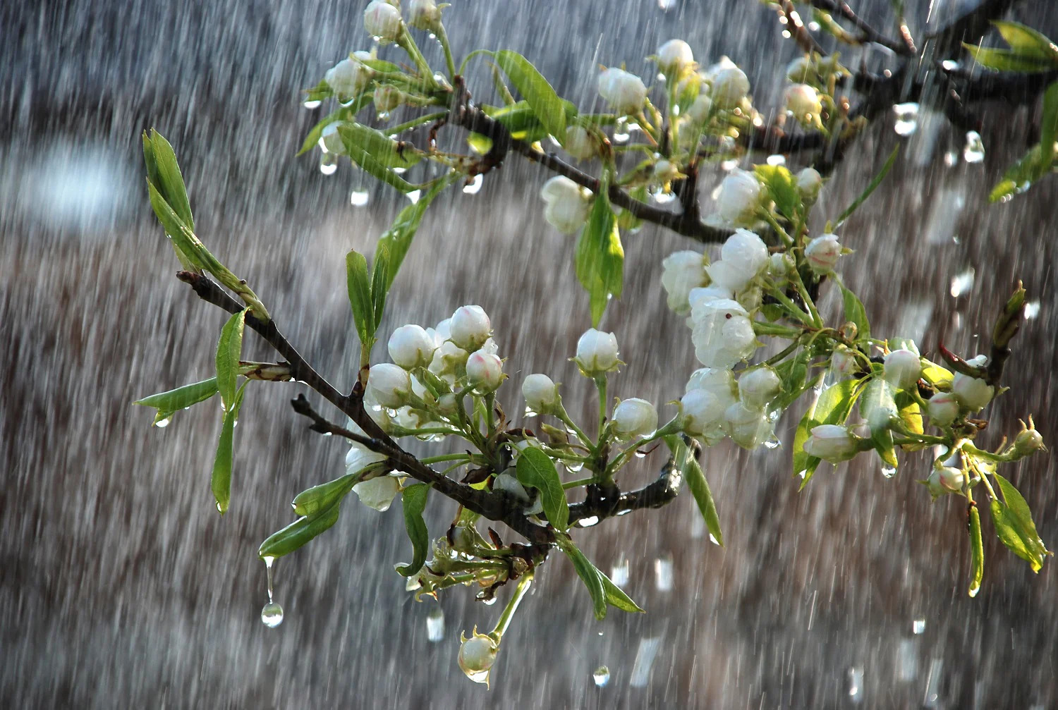 Rain updates: temperature will lower this week, IMD Declares rain in these states