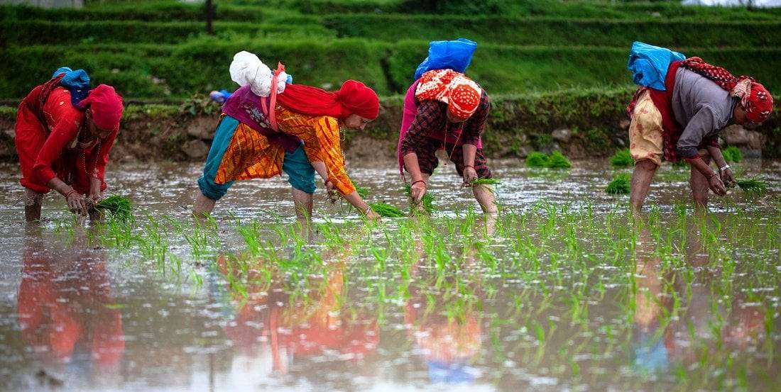 Niti Ayog: Agriculture sector's challenges will be solved with Agritech