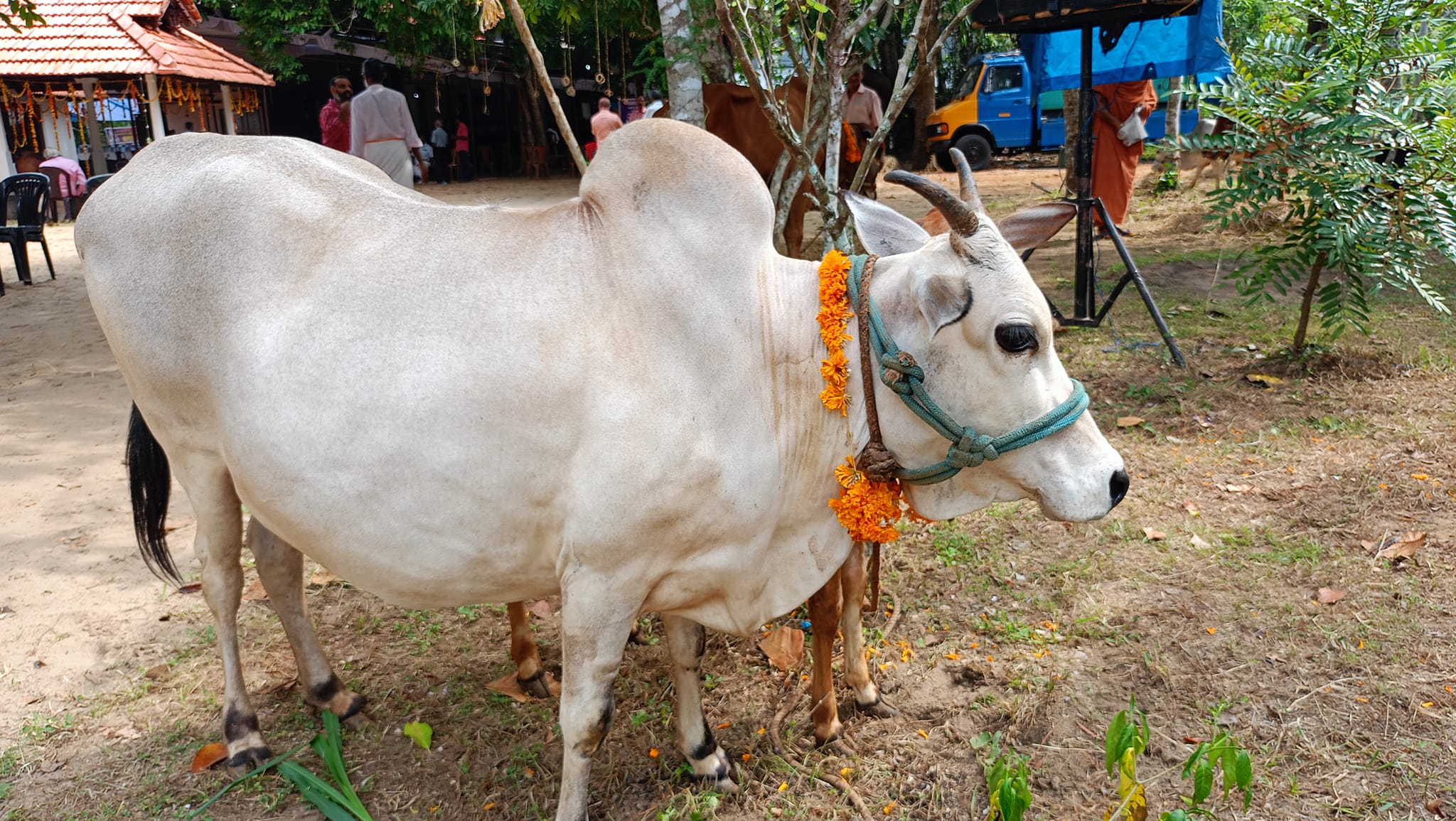 നാടൻ പശു