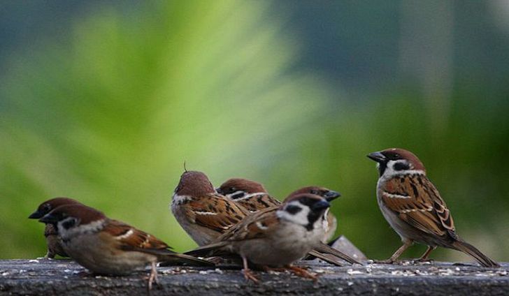 world sparrow day