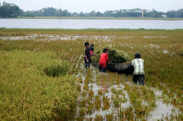 Crop damage, due to unusual rain, financial assistance will be given to farmers says gujarat govt