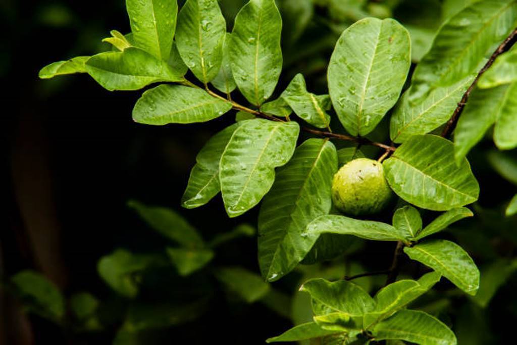Guava leaves to prevent hair fall and grow thick
