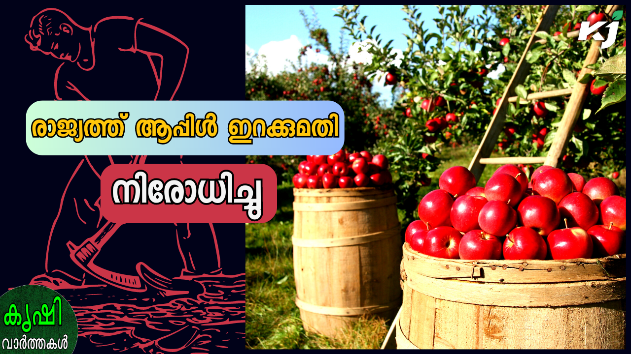 രാജ്യത്ത് ആപ്പിൾ ഇറക്കുമതിയ്ക്ക് നിരോധനം..കൂടുതൽ വാർത്തകൾ