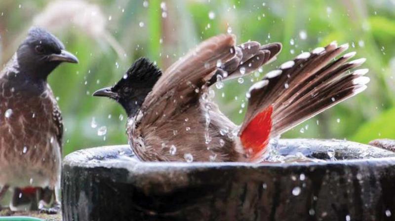 water for birds in summer