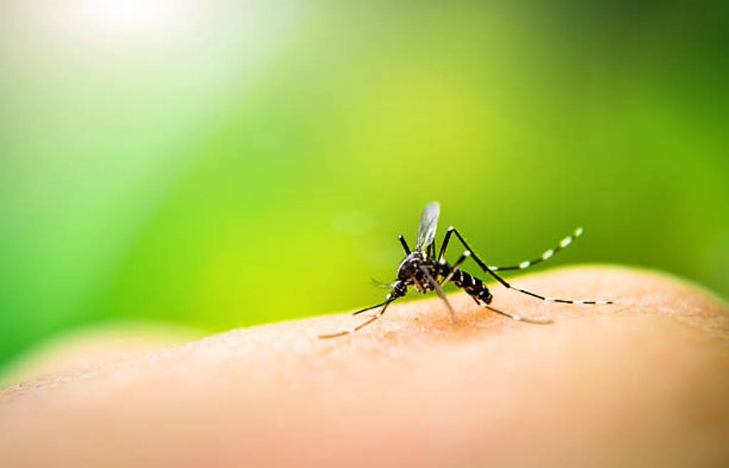 Some Home Remedies to Prevent Malaria